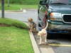Puppies and Florida Trip 2006 097.jpg